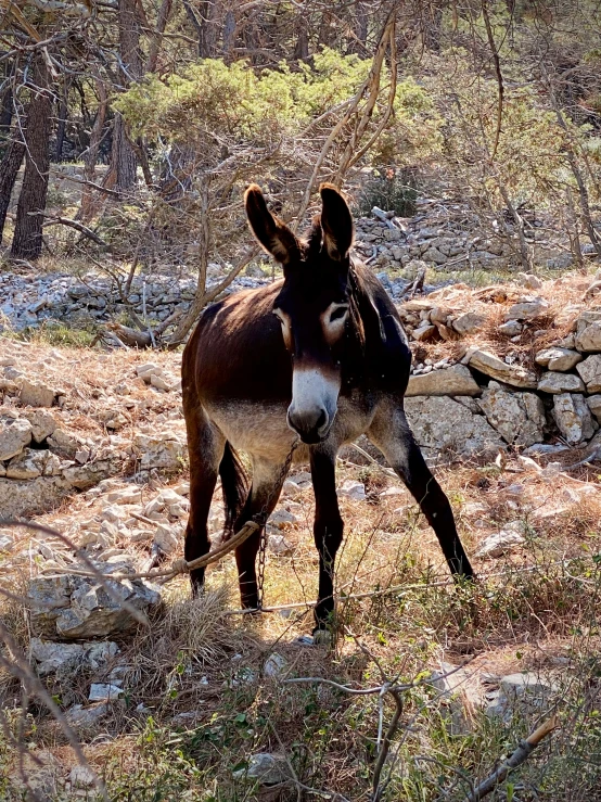 a donkey that is looking at soing in the grass