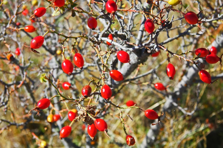 a small tree with several red fruits on it