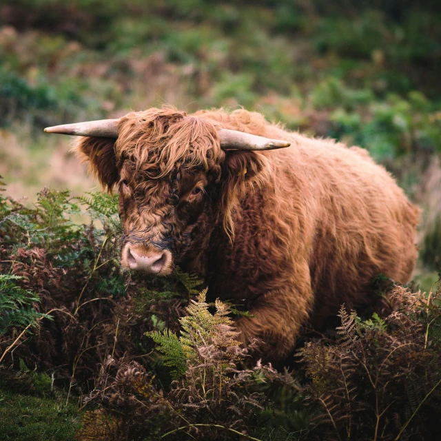 an image of a bison in the grass