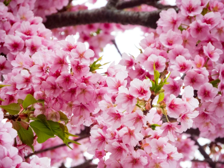 blossoming tree nch in front of white sky