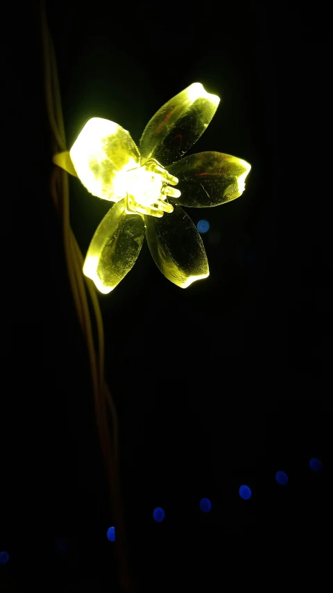 a plant that is growing from the dark