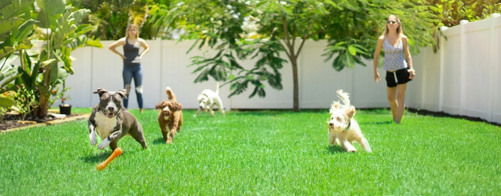 two women and several dogs in a yard playing with a frisbee