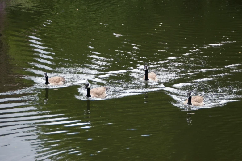 some birds are swimming on the water by itself