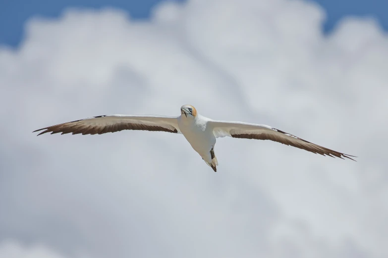 a bird is flying through the air with its wings spread