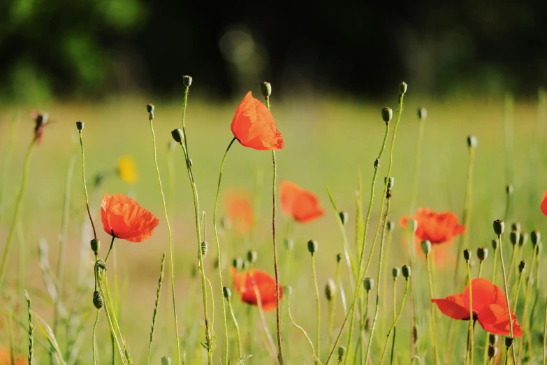 many small red flowers in a grass field