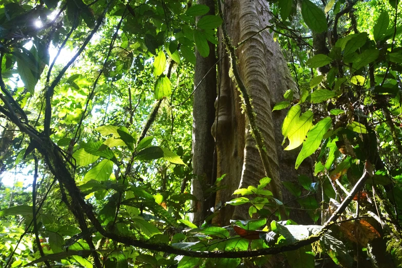 a tree in the jungle is almost covered by leaves