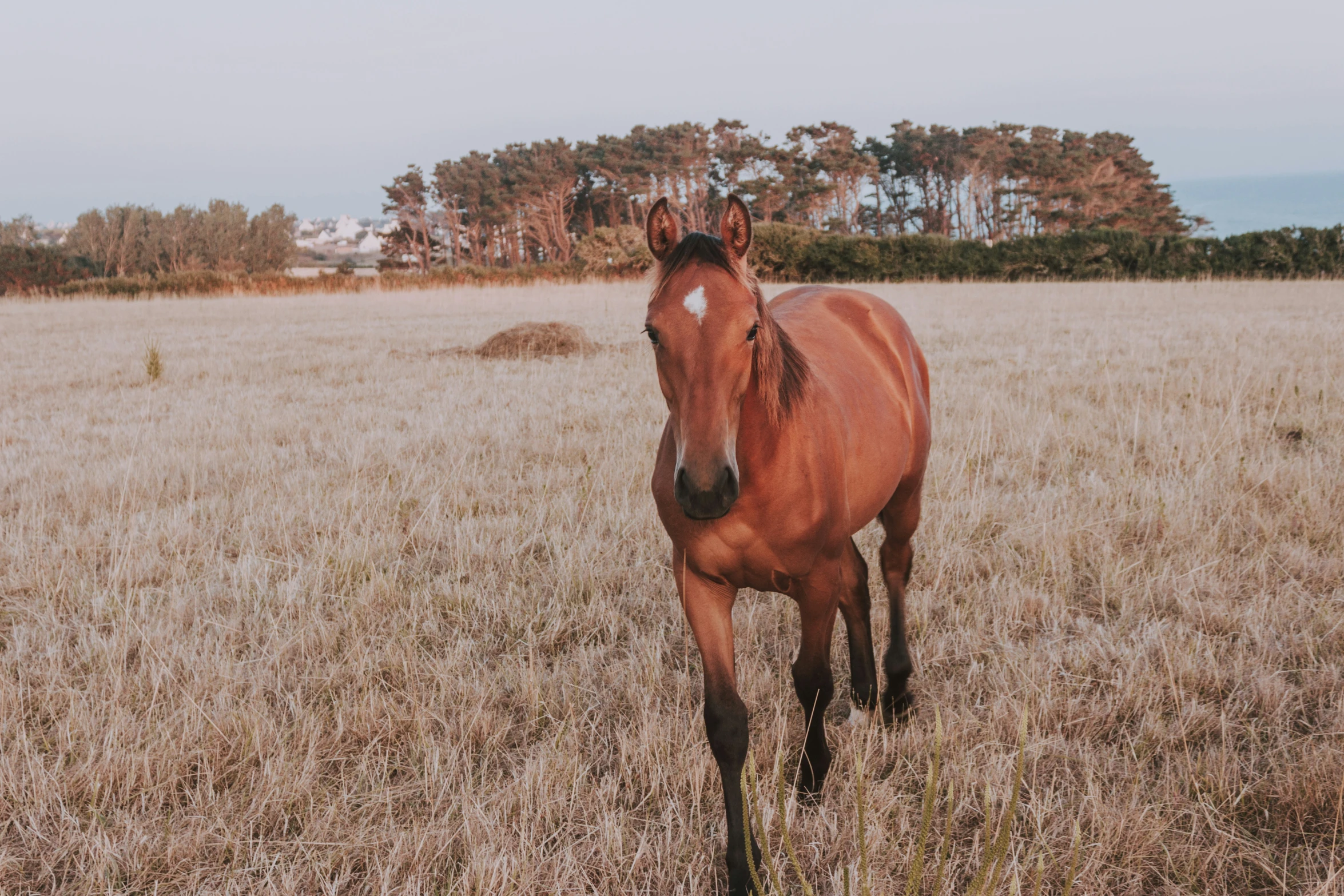 there is a horse that is standing in the grass