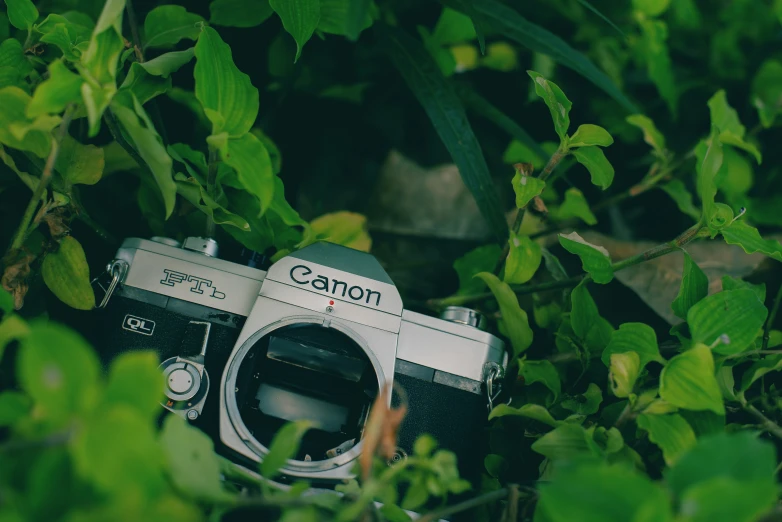 camera on ground surrounded by leafy plants