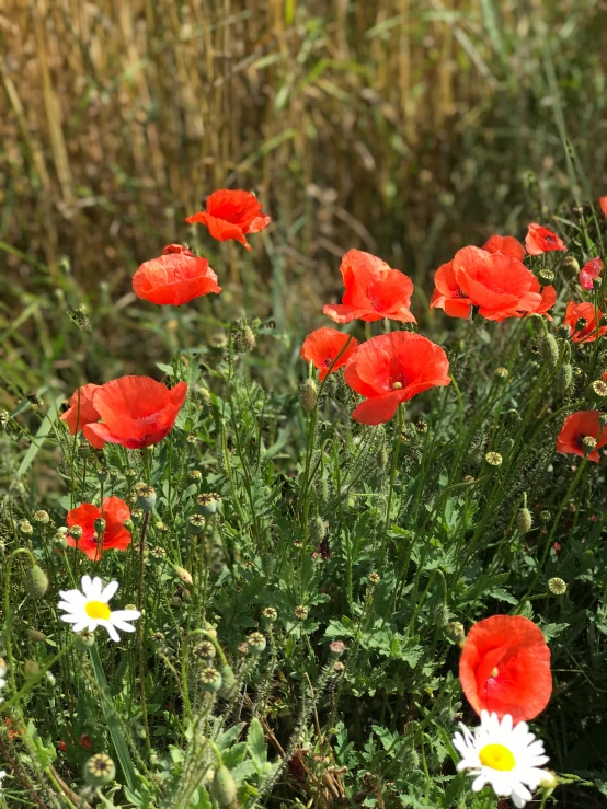 some red and white flowers near a bush