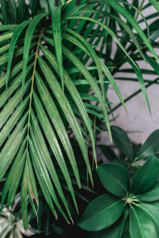 palm tree leaves and a green plant that is close together