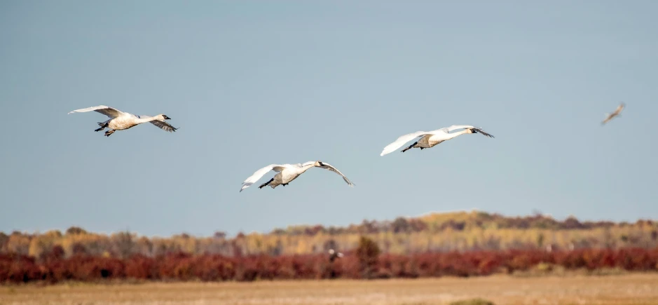 several white birds flying in the air above the water