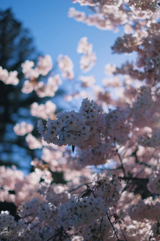 some very pretty flowers near each other in the sunlight