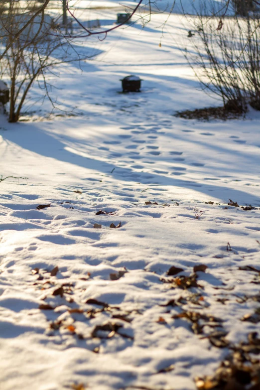 the trail is surrounded by snow and trees