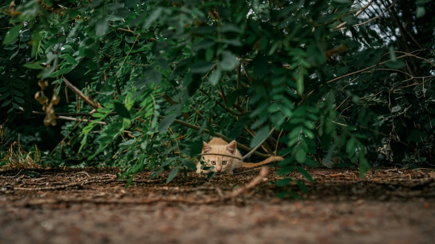 an owl is sitting on the ground near some leaves