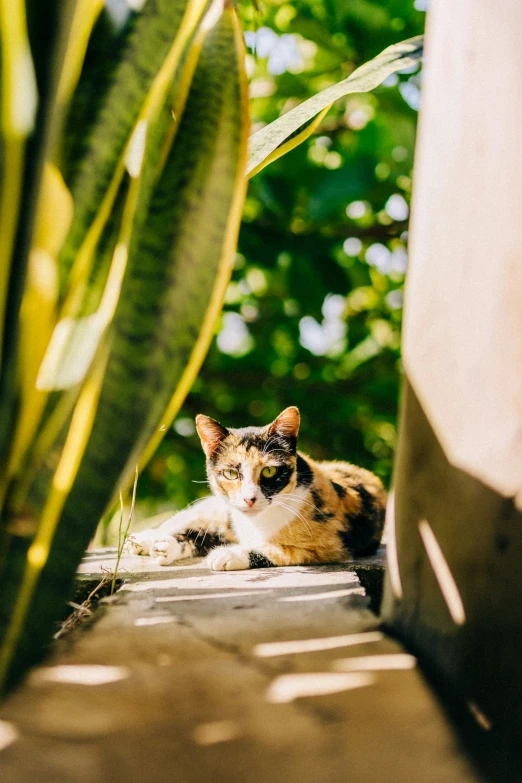 a cat sits under a green plant next to the sidewalk