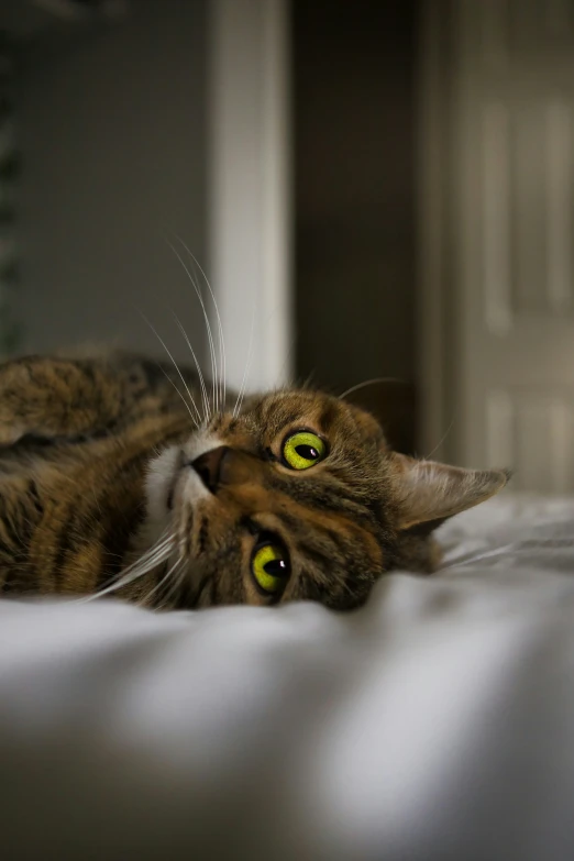 there is a cat that is laying on the bed