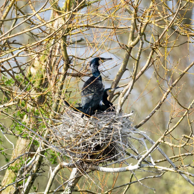 a black bird in a nest in a tree