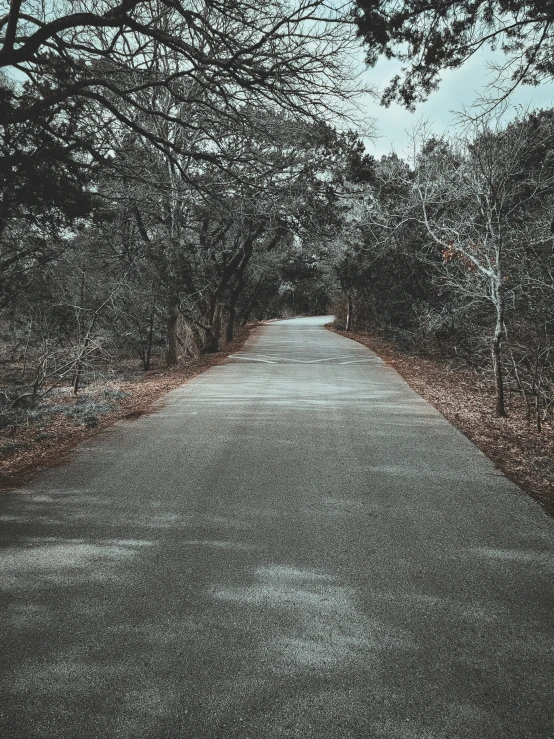 a dirt road lined by trees with the sky in the background