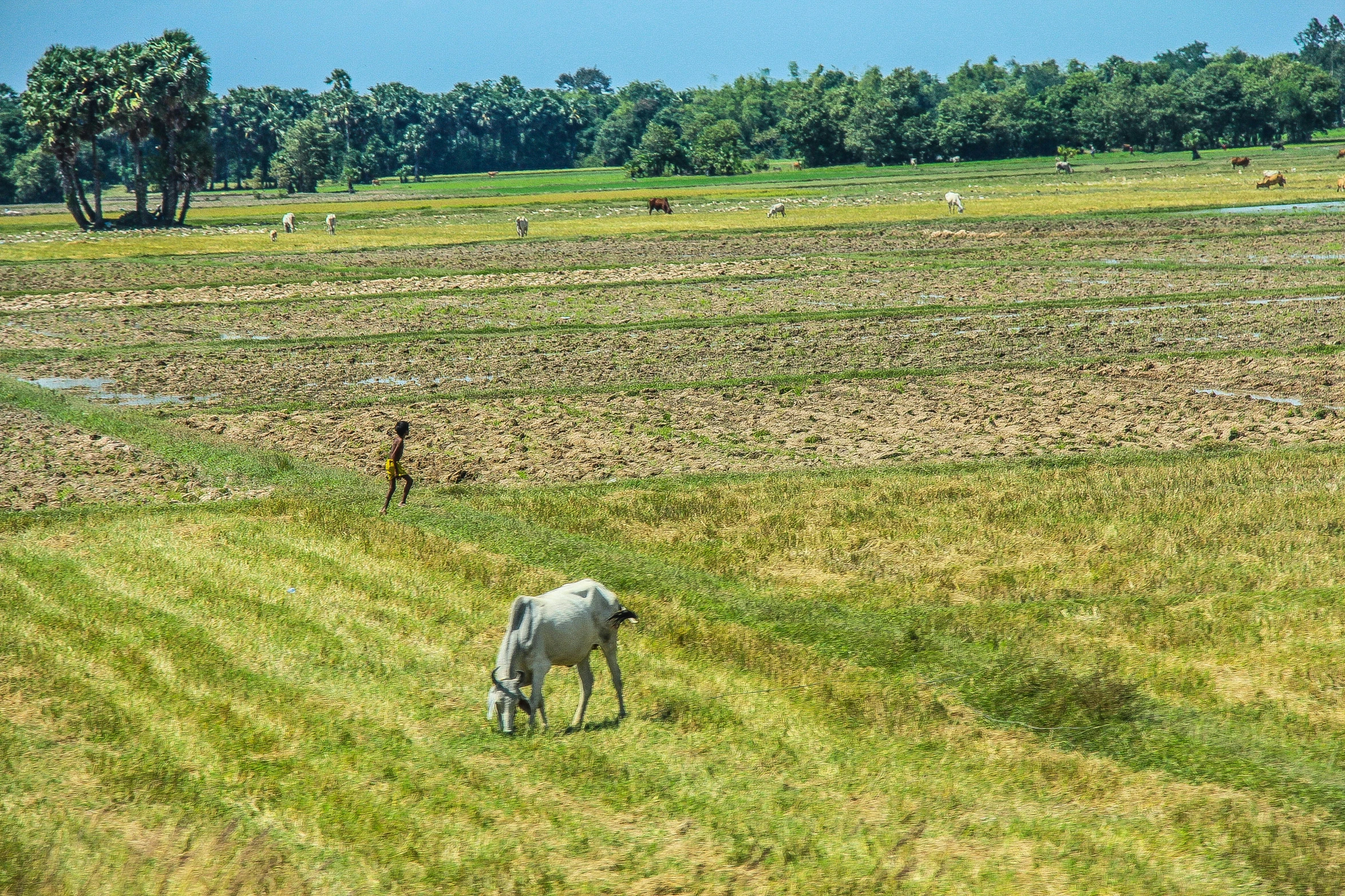 a field with a white horse eating grass