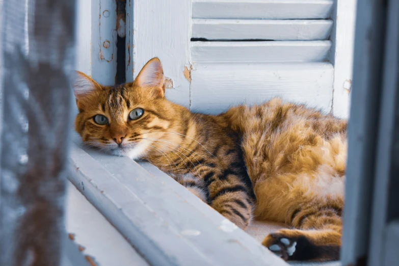 a cat laying on the window sill of a building