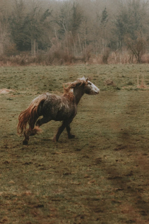 a horse is in the middle of an open field