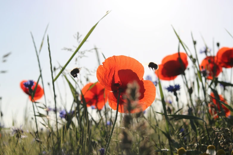 a field full of bright orange flowers in the middle of day