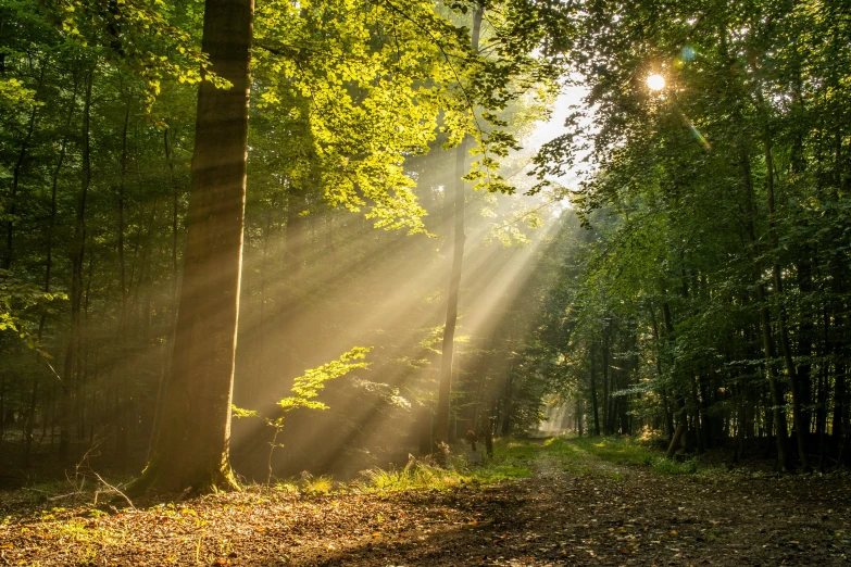 sunlight is shining through the trees at the edge of a forest