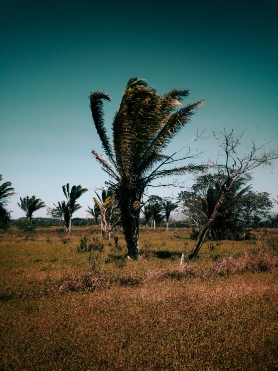 a tree with long green leaves blowing in the wind