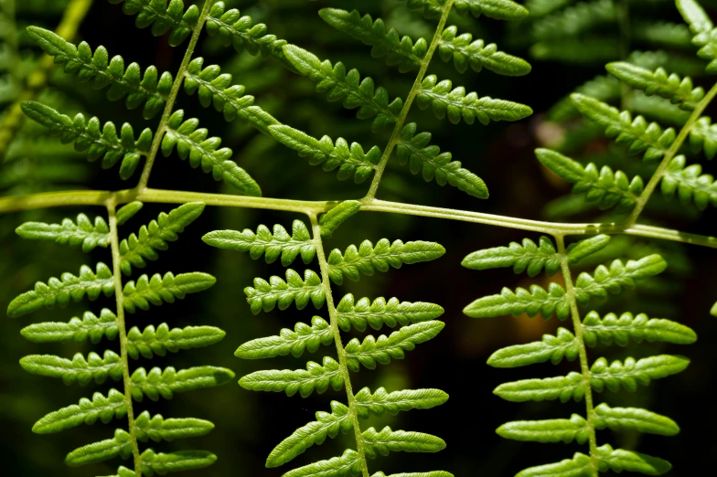 close up of green leaves on nches of tree