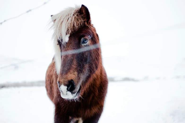 a horse that has a long mane stands in the snow