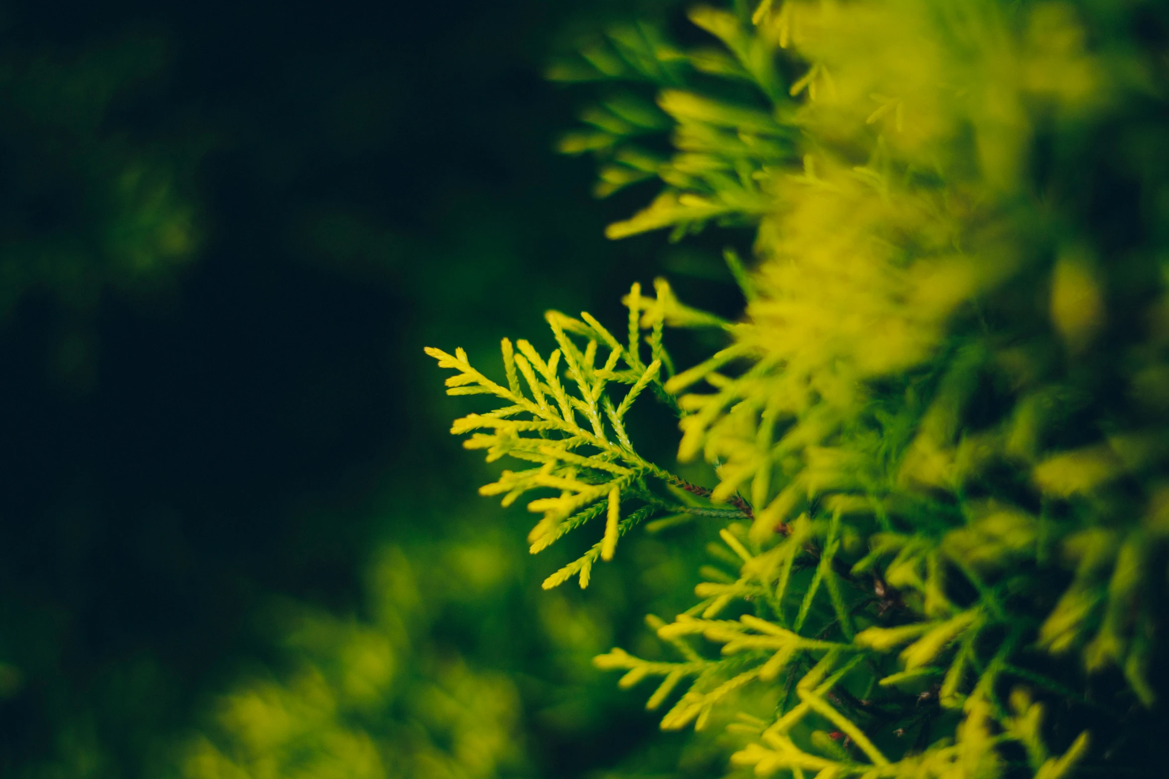 a close up of a small tree with the green foliage in the background