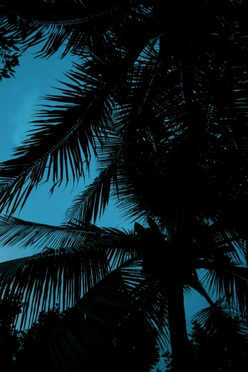 palm tree under moonlight blue sky during the day