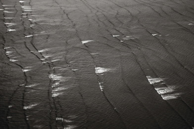 a small bird walking along a wet sandy beach