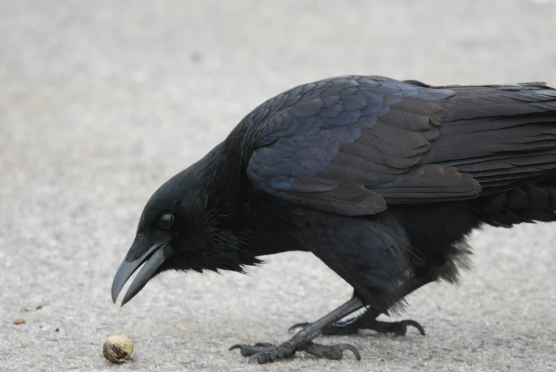 the black bird is eating seeds from the floor