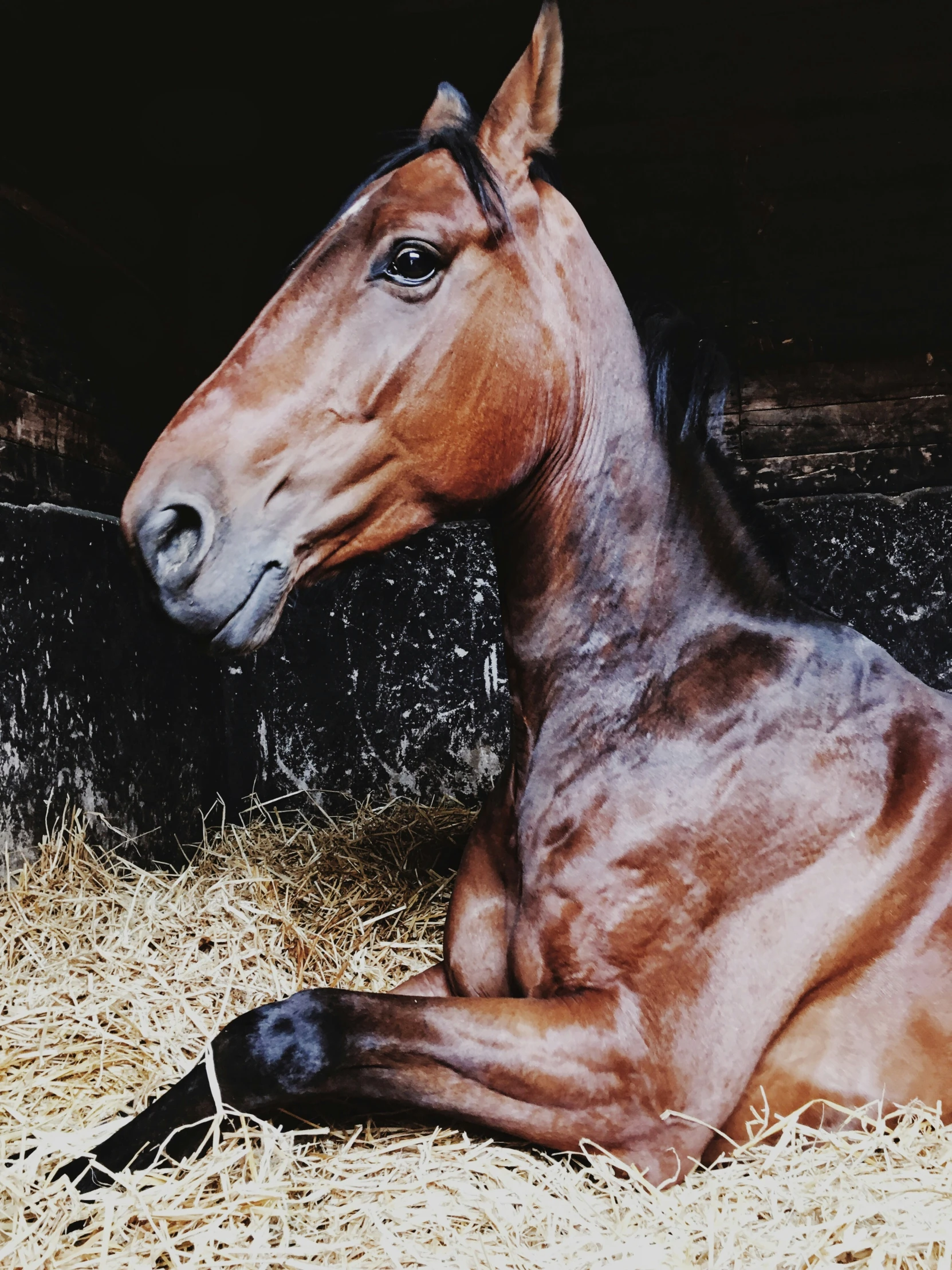 a horse laying down on some hay in front of a barn