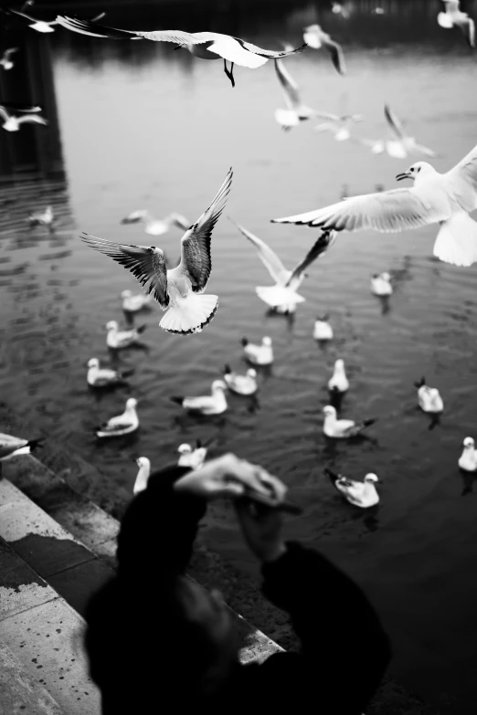 a seagull landing on the water while other birds fly around