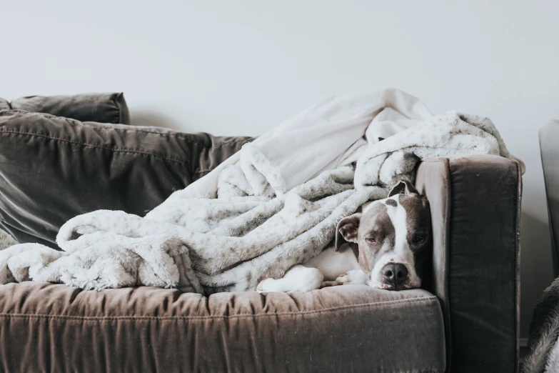 a brown and white dog is laying down on the couch