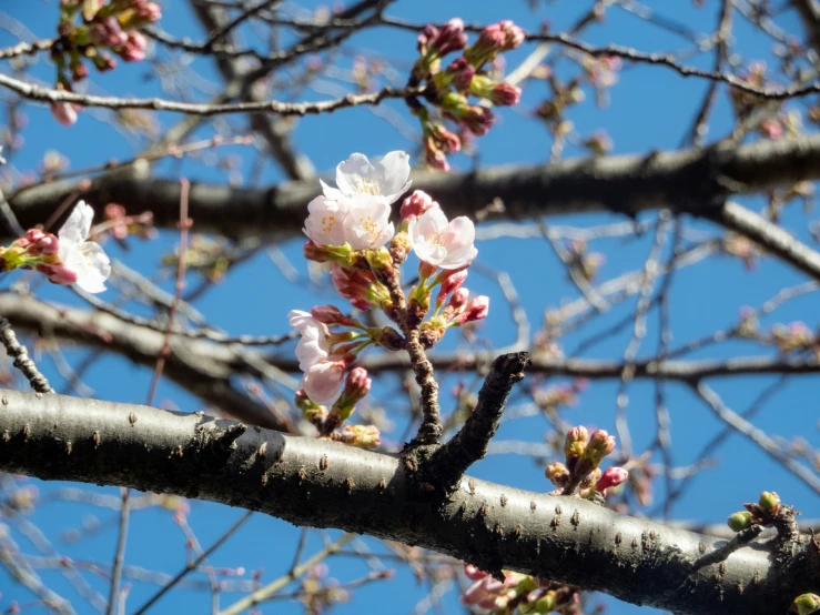 an almond tree with small white blossoms against a blue sky