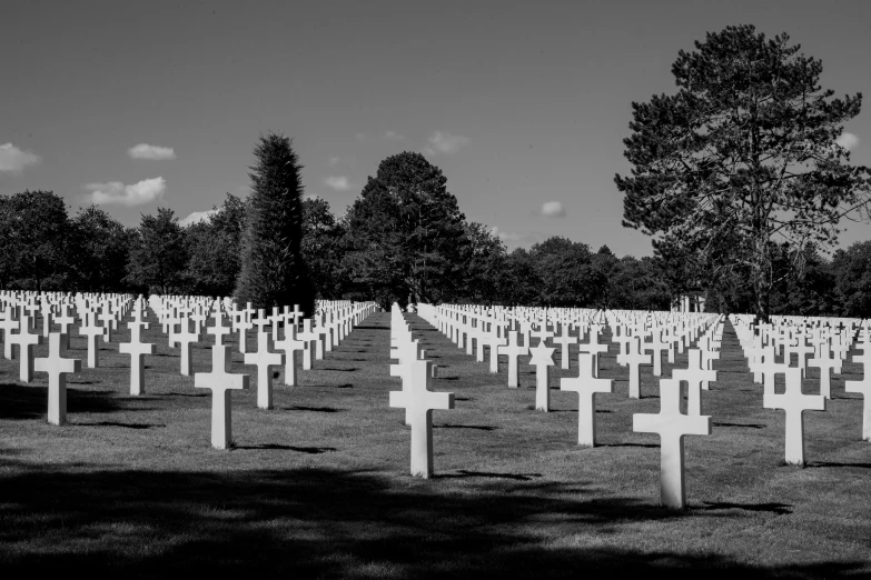 an image of many crosses in the middle of a field