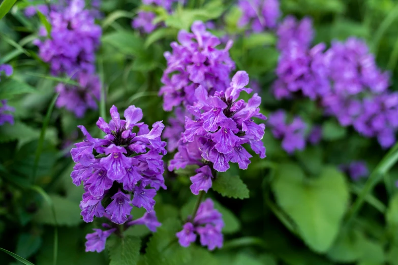 purple flowers are growing in a garden