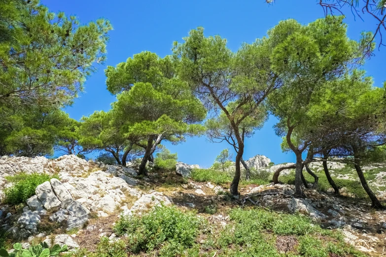 trees growing out of the ground in the forest