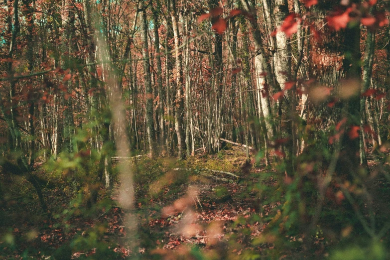 a forested area filled with lots of tall trees