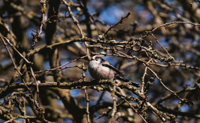 a bird that is sitting in the nches