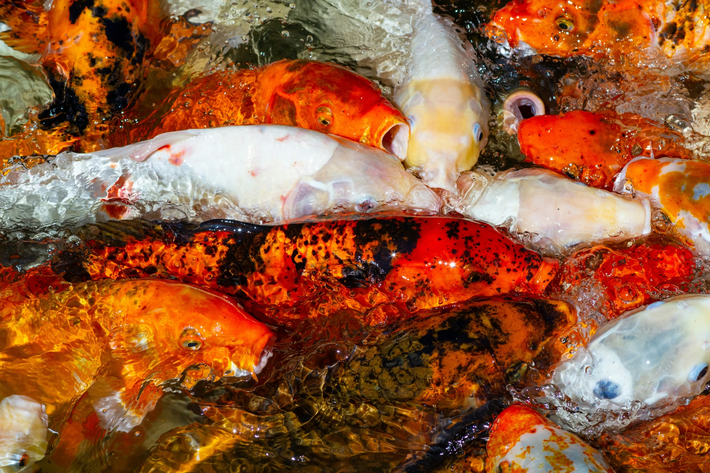 a group of colorful fish sitting in the water