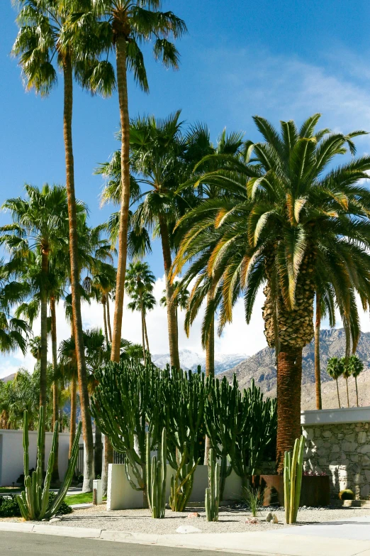 palm trees are lined up against a wall with cement blocks