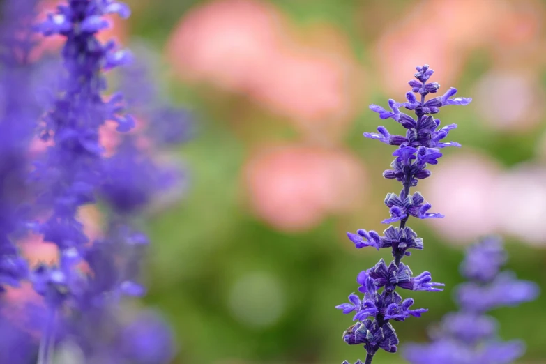 purple flower clusters are in a garden