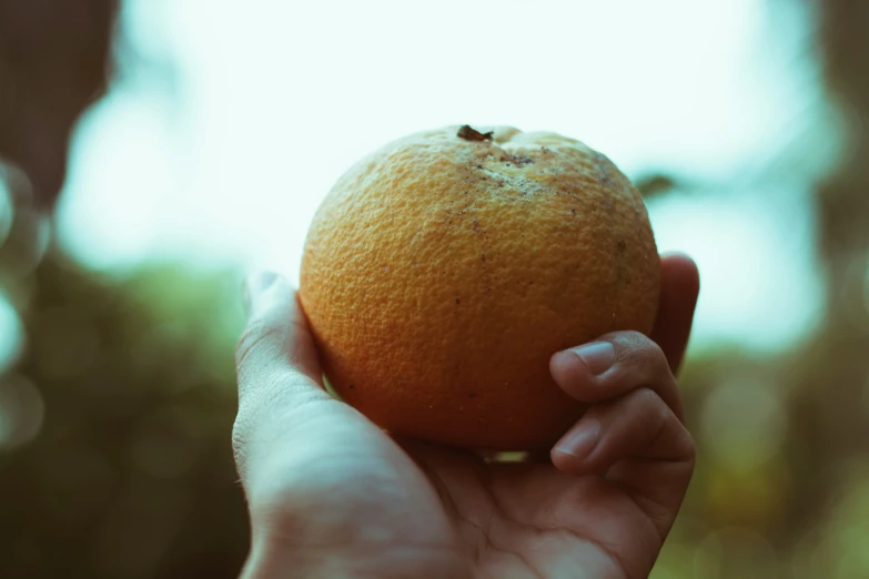 a hand holding an orange in front of a blurry background