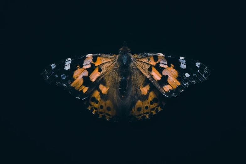 an orange and black erfly in the dark