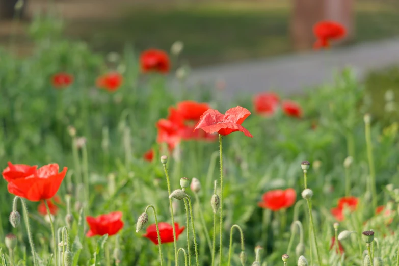 a field full of red flowers next to a street