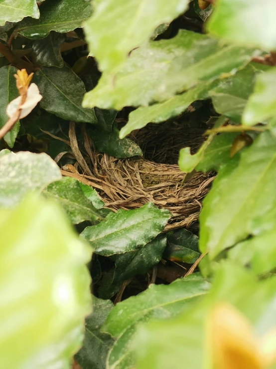 a close - up s of a bird's nest in the foliage